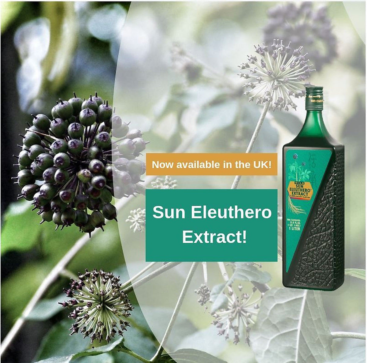 Sun Chlorella Sun Eleuthero Extract - 1L - image 2
