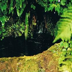 Dr Bach Rock Water Bach Flower Remedy 10ml