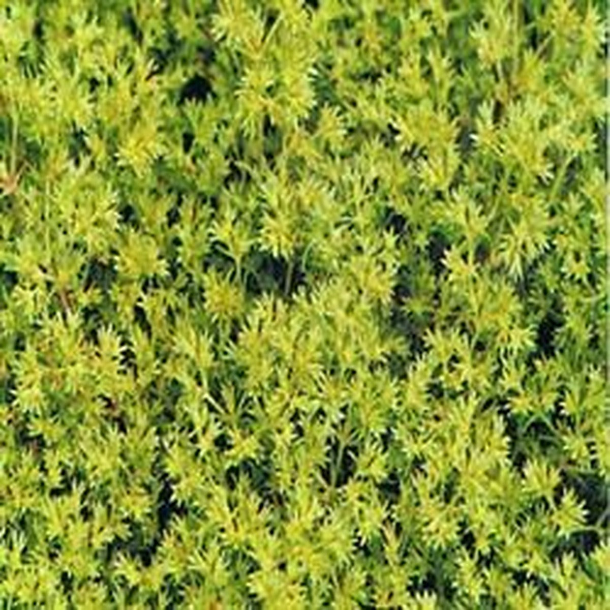Dr Bach Scleranthus Bach Flower Remedy 10ml