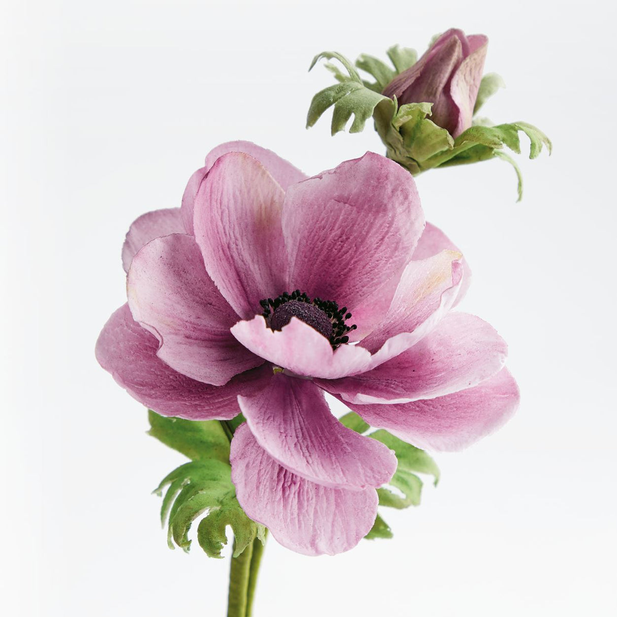 Squires Kitchen SFP Sugar Florist Paste Cake Decorating - All Shades