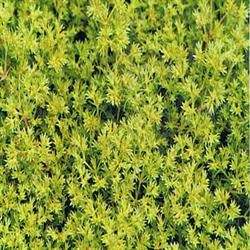 Dr Bach Scleranthus Bach Flower Remedy 10ml
