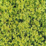 Dr Bach Scleranthus Bach Flower Remedy 10ml