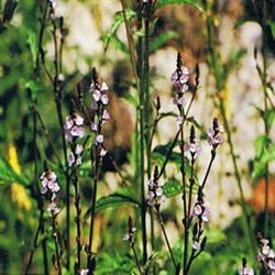 Dr Bach Vervain Bach Flower Remedy 10ml