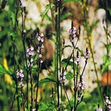 Dr Bach Vervain Bach Flower Remedy 10ml